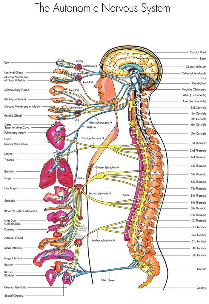 Autonomic Nervous System