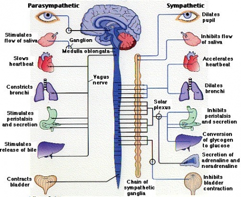 What is this thing called the Autonomic Nervous System?